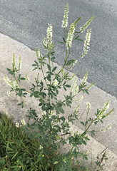 Melilotus albus
