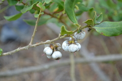 Azara integrifolia