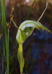 Pterostylis micromega