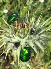 Protaetia cuprea ignicollis