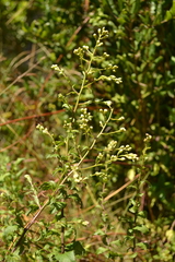 Baccharis racemosa