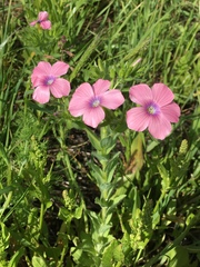Linum pubescens