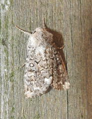 Melanchra pulverulenta
