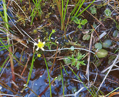 Ranunculus amphitrichus