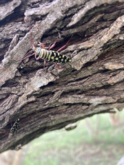 Placosternus difficilis
