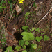 Ranunculus reflexus - Photo (c) Mike Lusk,  זכויות יוצרים חלקיות (CC BY-NC), uploaded by Mike Lusk