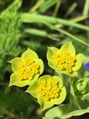 Bupleurum lancifolium
