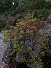 Comarostaphylis