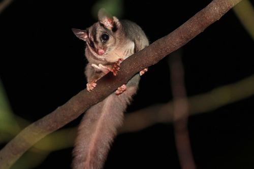 Krefft's Glider (Petaurus notatus) — Data Deficient Mammalia
