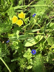 Bupleurum lancifolium