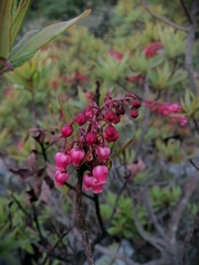 Comarostaphylis
