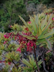 Comarostaphylis
