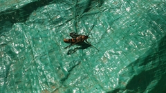Synanthedon novaroensis