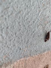 Psilopleura