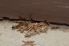 Camponotus festinatus