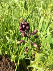 Bellevalia trifoliata