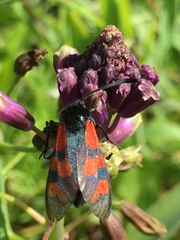 Zygaena graslini