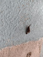 Psilopleura