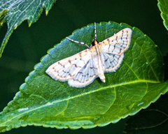 Polygrammodes flavidalis