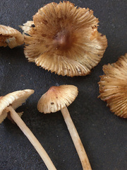 Pseudosperma friabile