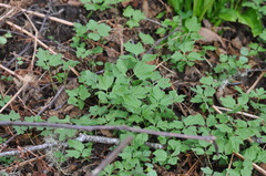 Cardamine angulata