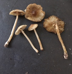 Pseudosperma friabile