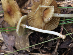 Pseudosperma friabile
