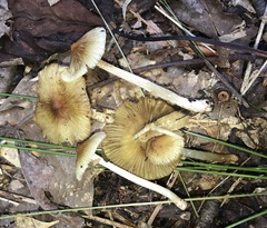 Pseudosperma friabile