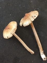 Pseudosperma friabile
