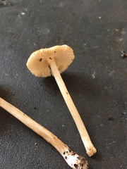 Pseudosperma friabile