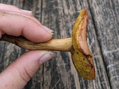 Xerocomus ferrugineus