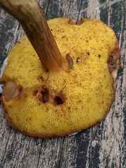 Xerocomus ferrugineus