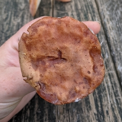 Xerocomus ferrugineus