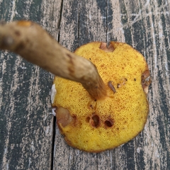 Xerocomus ferrugineus