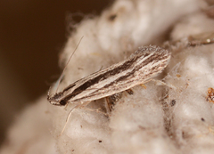 Leptosaces schistopa