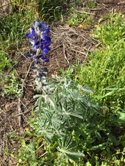 Lupinus pilosus
