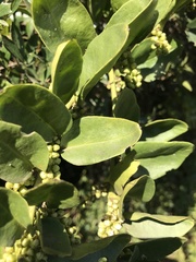 Ercilla