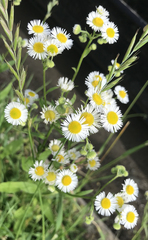 Erigeron strigosus