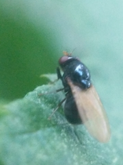 Lauxaniidae