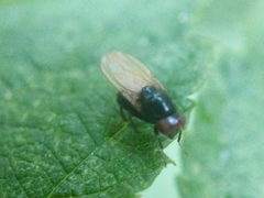 Lauxaniidae