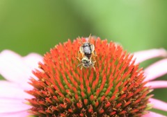 Protandrena albitarsis