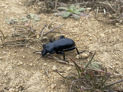 Eleodes grandicollis