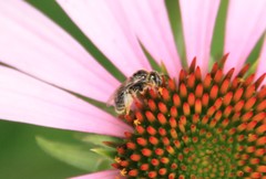 Protandrena albitarsis