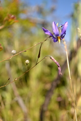 Conanthera bifolia