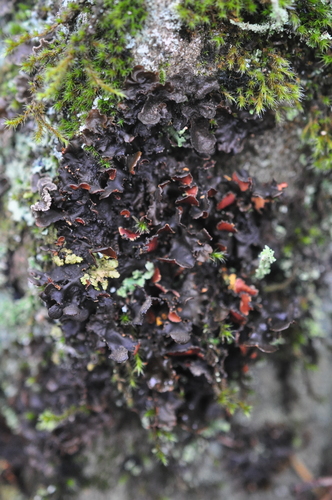 Mustard Kidney Lichen