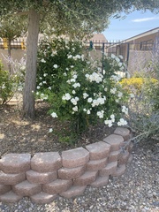 Magnoliopsida