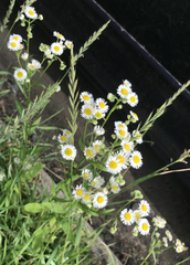 Erigeron strigosus