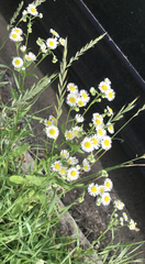 Erigeron strigosus