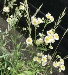 Erigeron strigosus