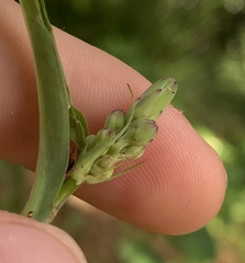 Lactuca graminifolia